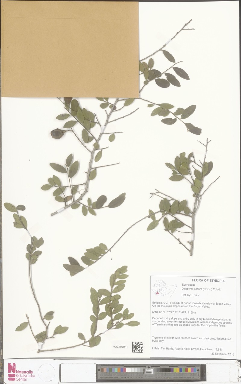 Diospyros scabra photo 3
