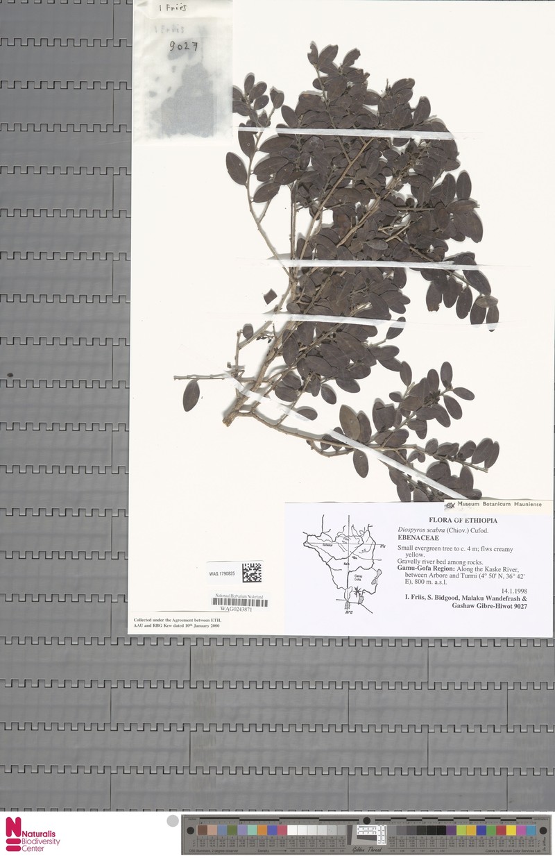 Diospyros scabra photo 4