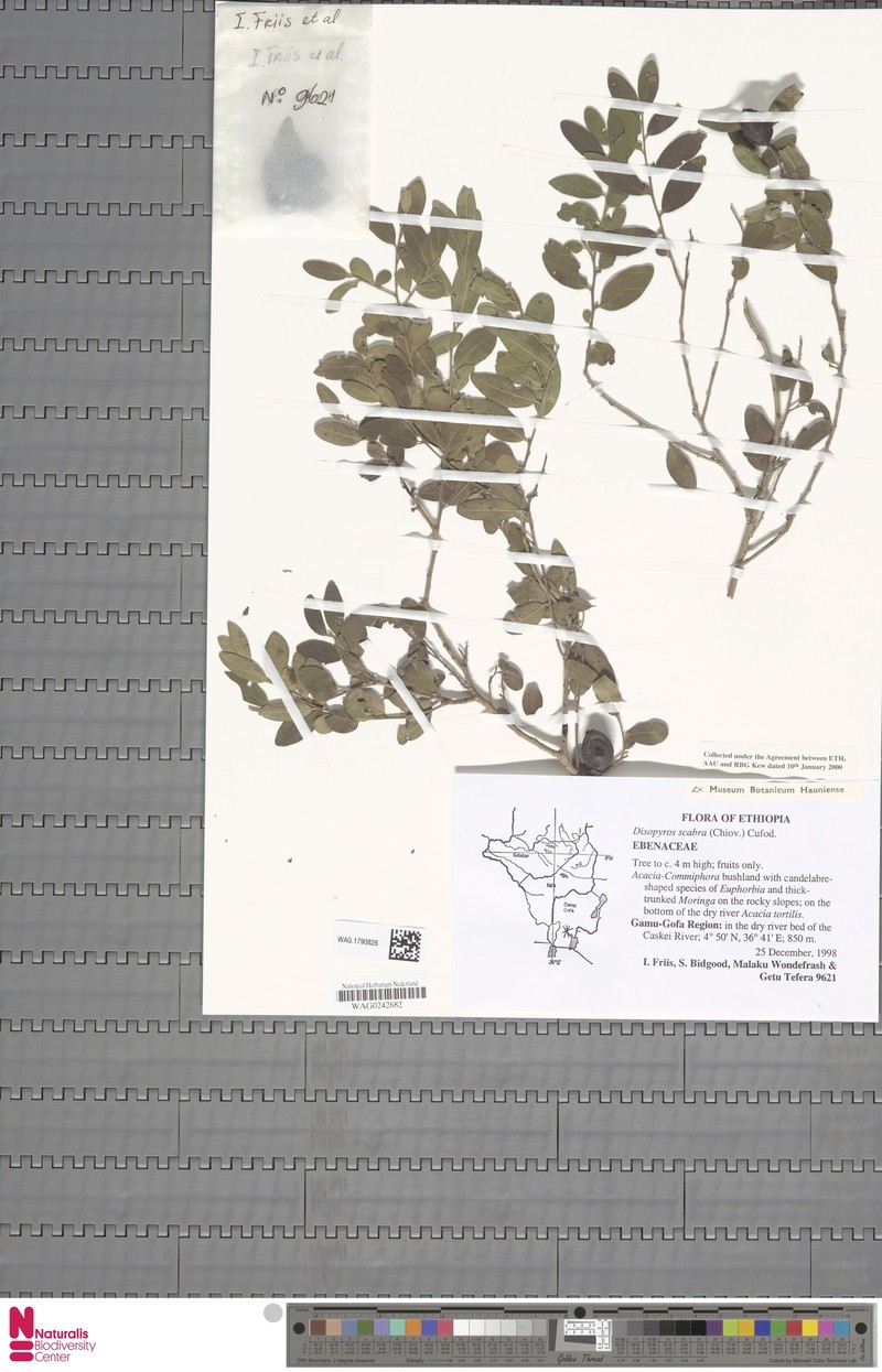 Diospyros scabra photo 5
