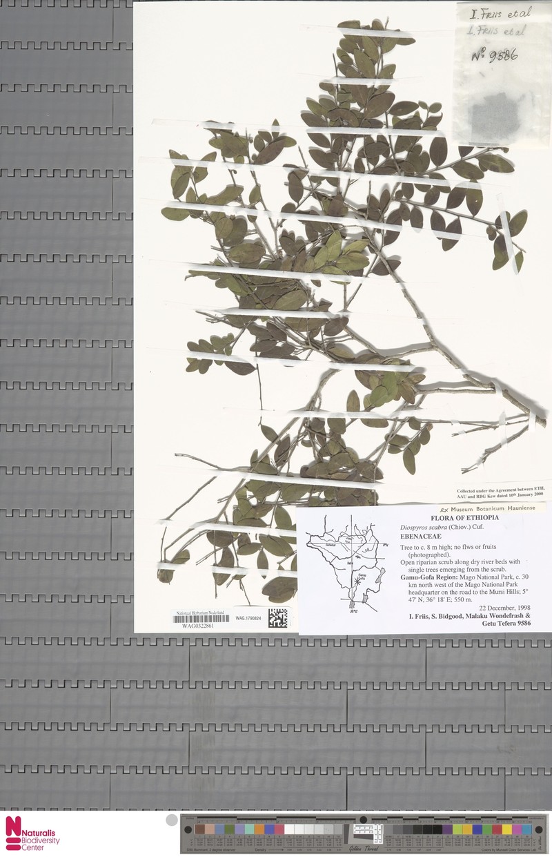 Diospyros scabra photo 6