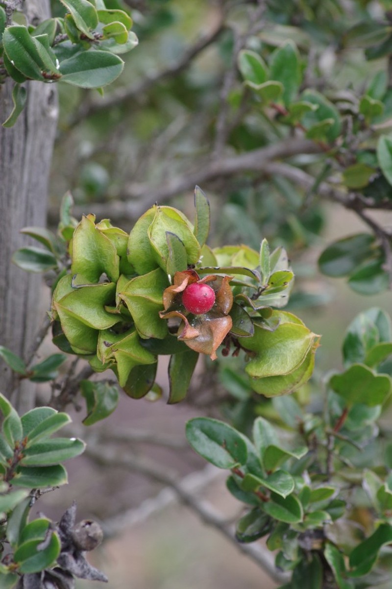 Diospyros scabrida