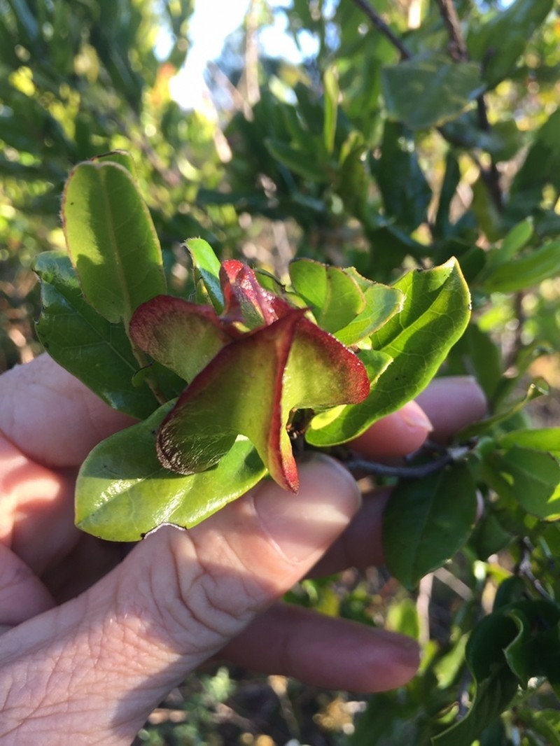 Diospyros scabrida photo 2
