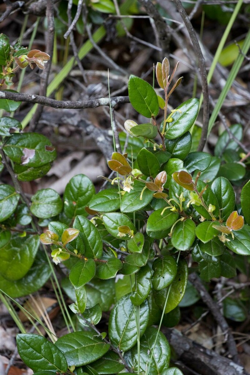 Diospyros scabrida photo 3