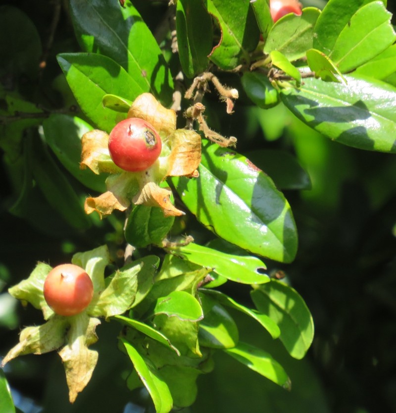 Diospyros scabrida photo 4