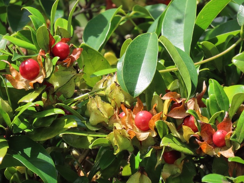 Diospyros scabrida photo 5