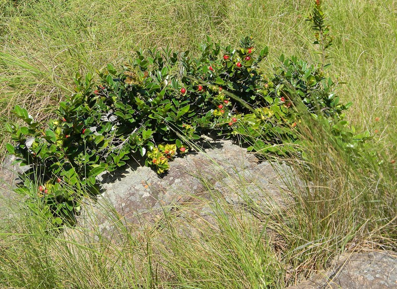Diospyros scabrida photo 6