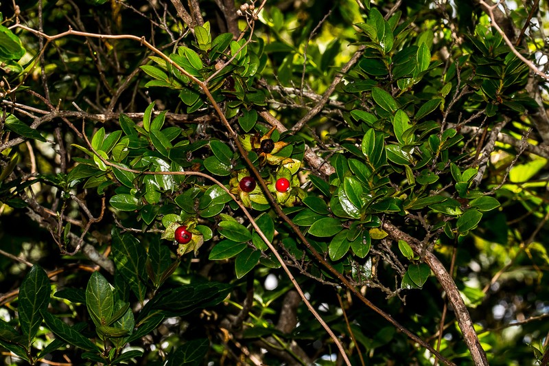 Diospyros scabrida photo 7
