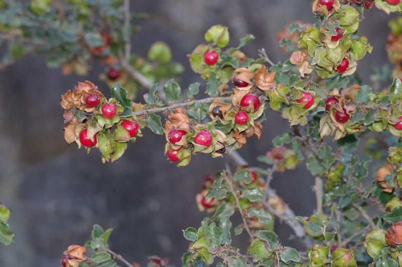 Diospyros scabrida photo 8