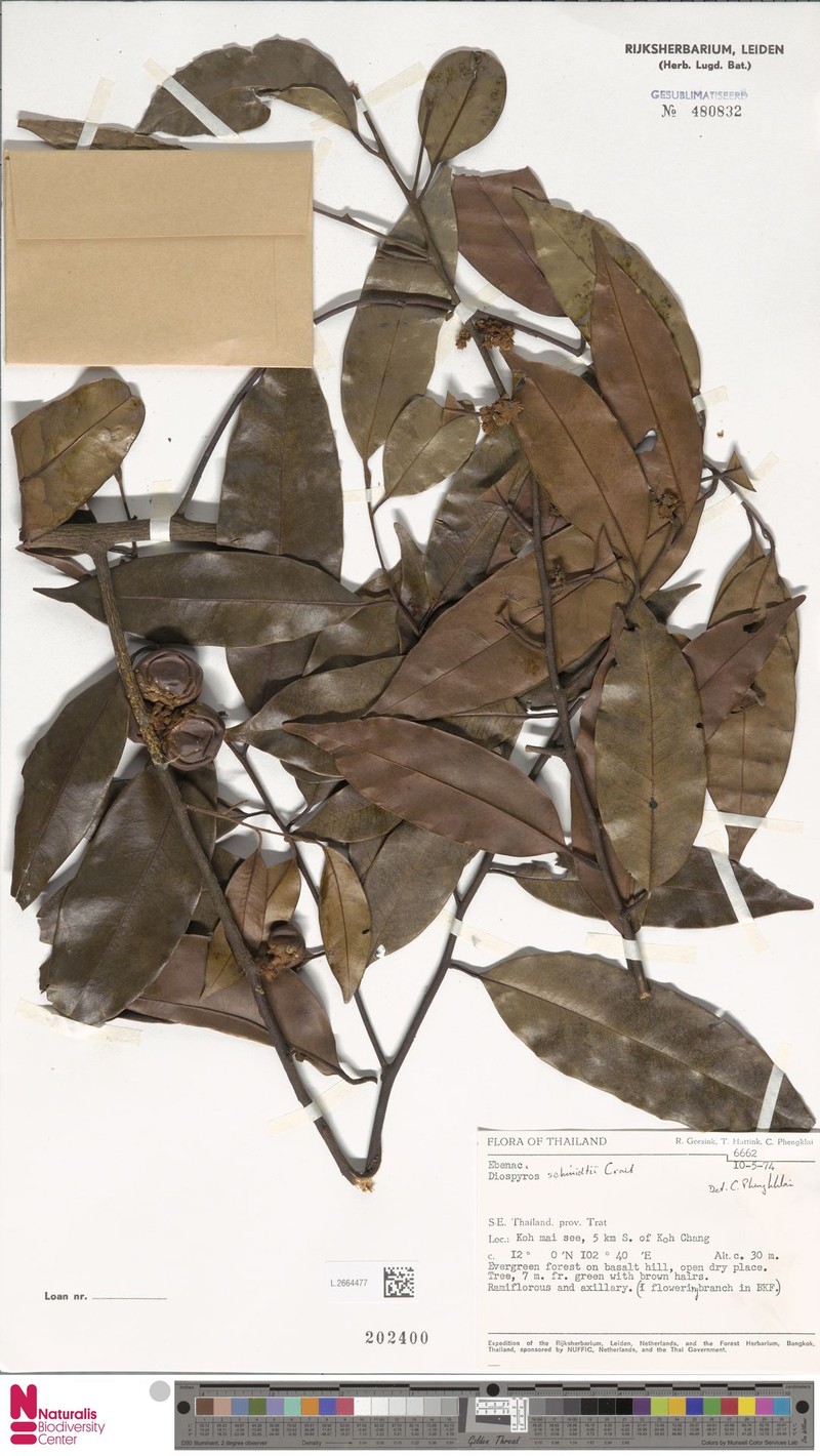 Diospyros schmidtii