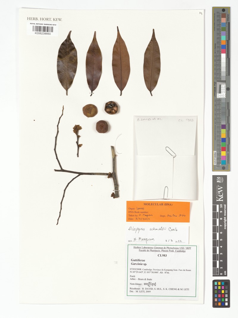 Diospyros schmidtii photo 2