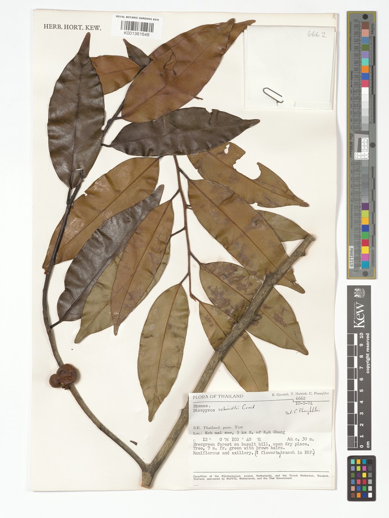 Diospyros schmidtii photo 3