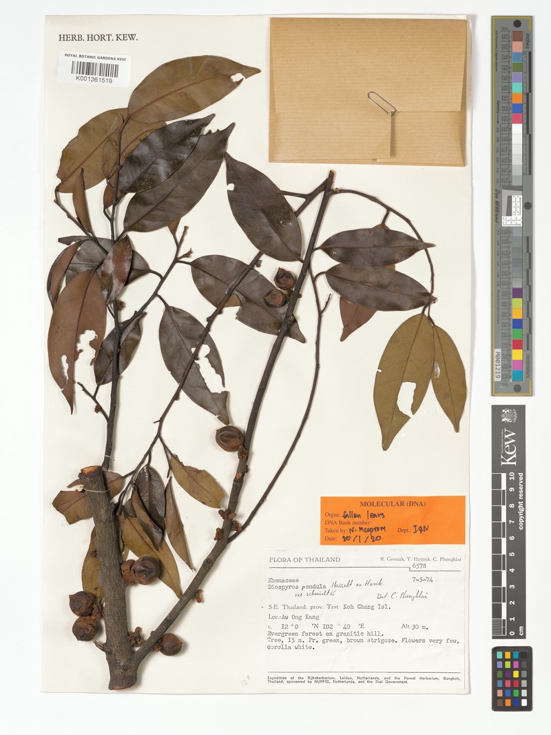 Diospyros schmidtii photo 4