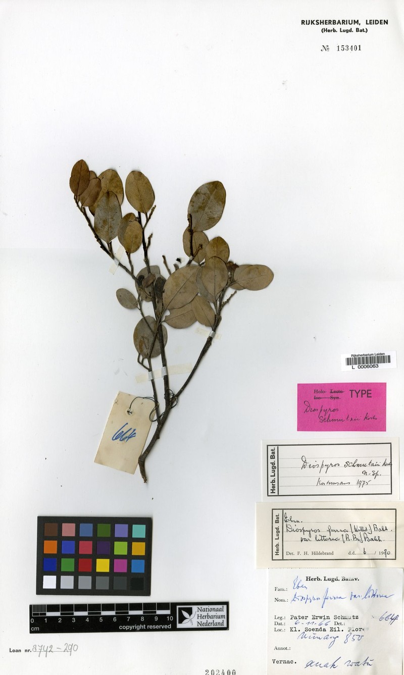 Diospyros schmutzii