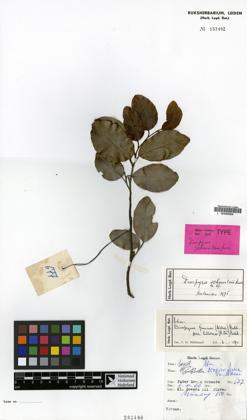 Diospyros schmutzii photo 2