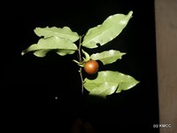 Diospyros sclerophylla