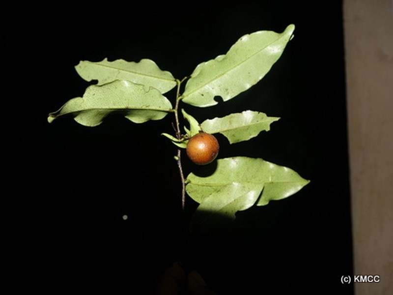 Diospyros sclerophylla