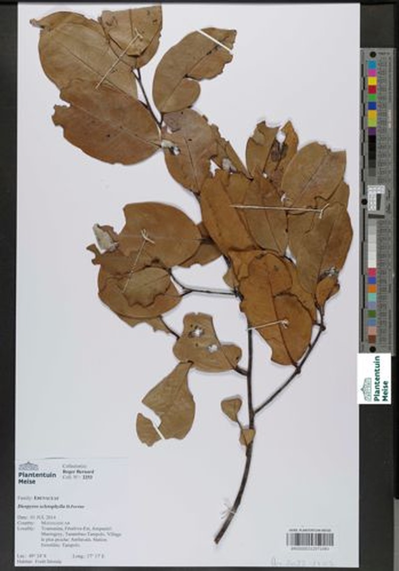 Diospyros sclerophylla photo 2
