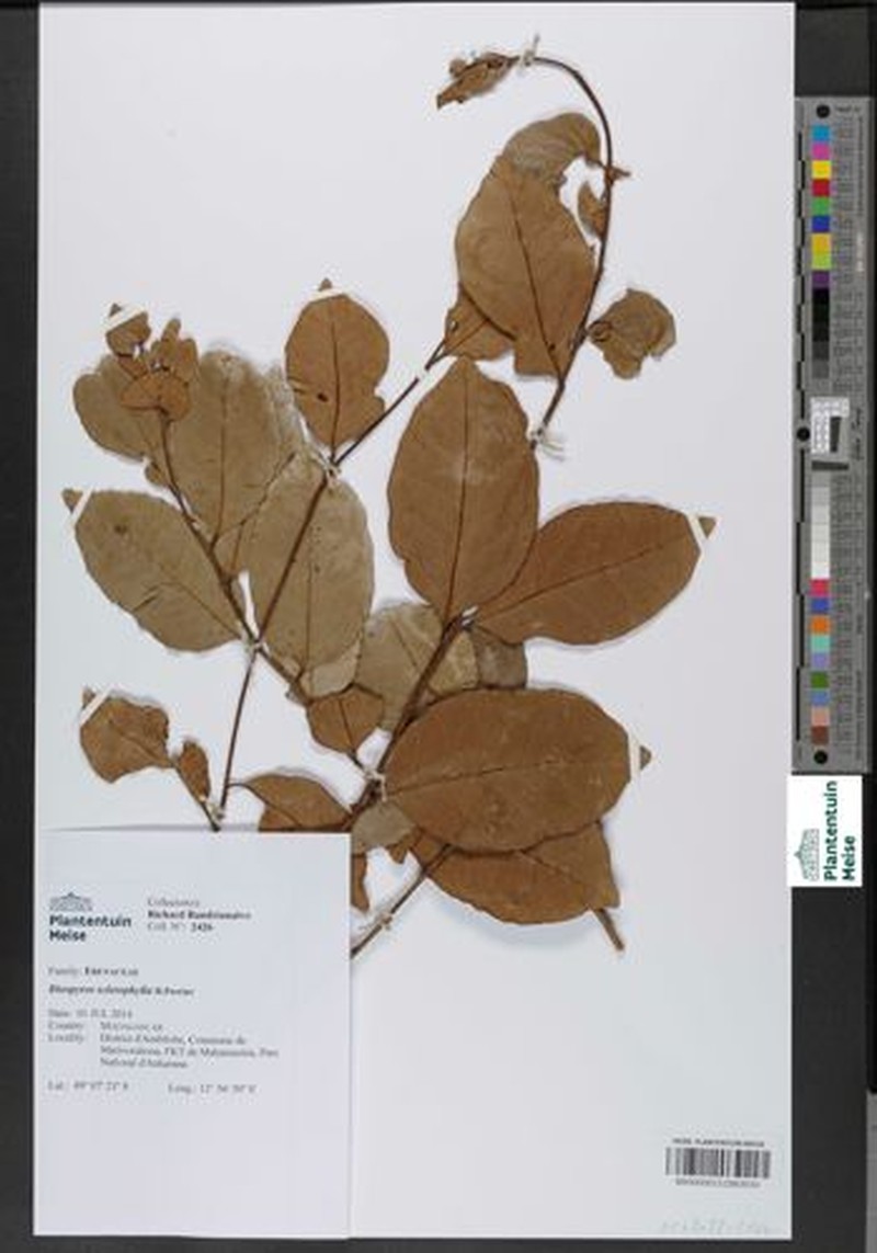 Diospyros sclerophylla photo 3