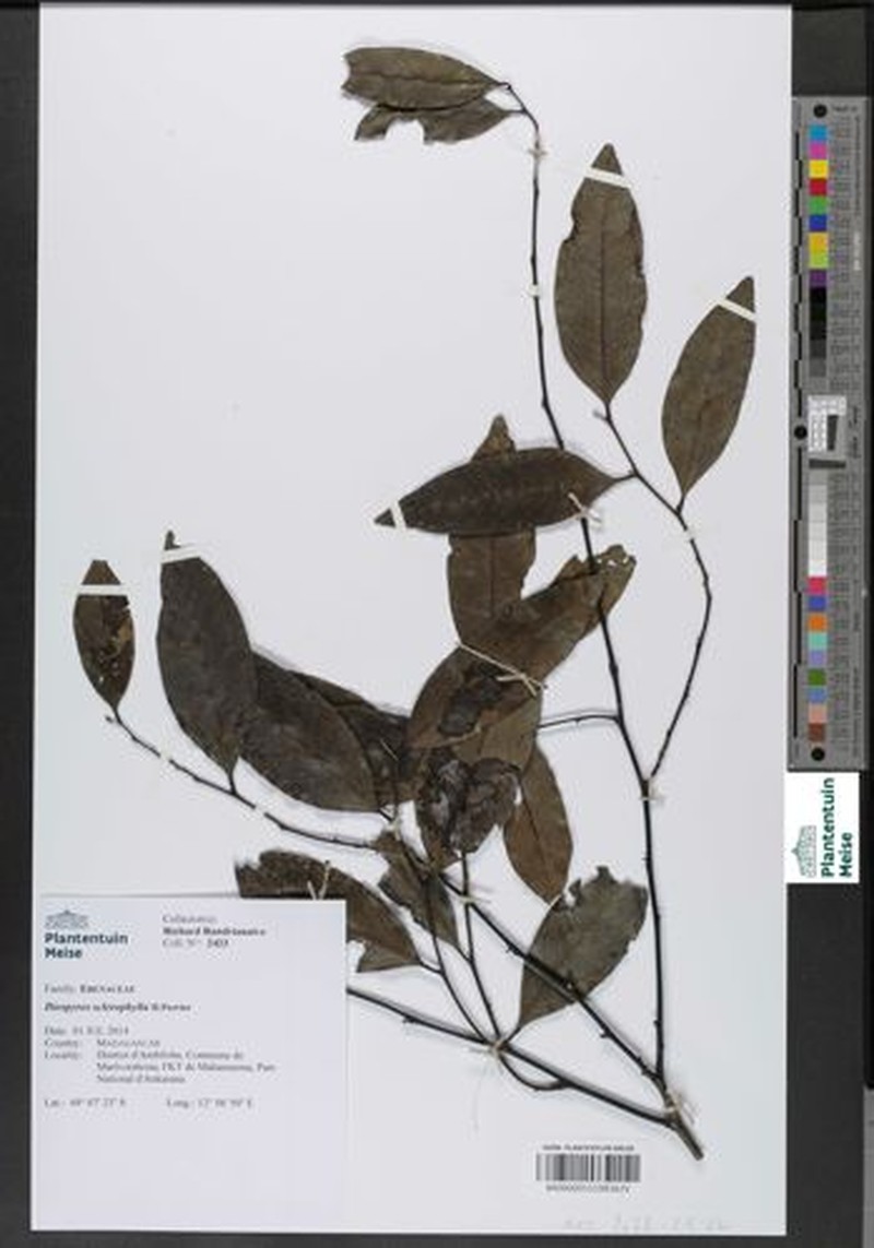 Diospyros sclerophylla photo 4