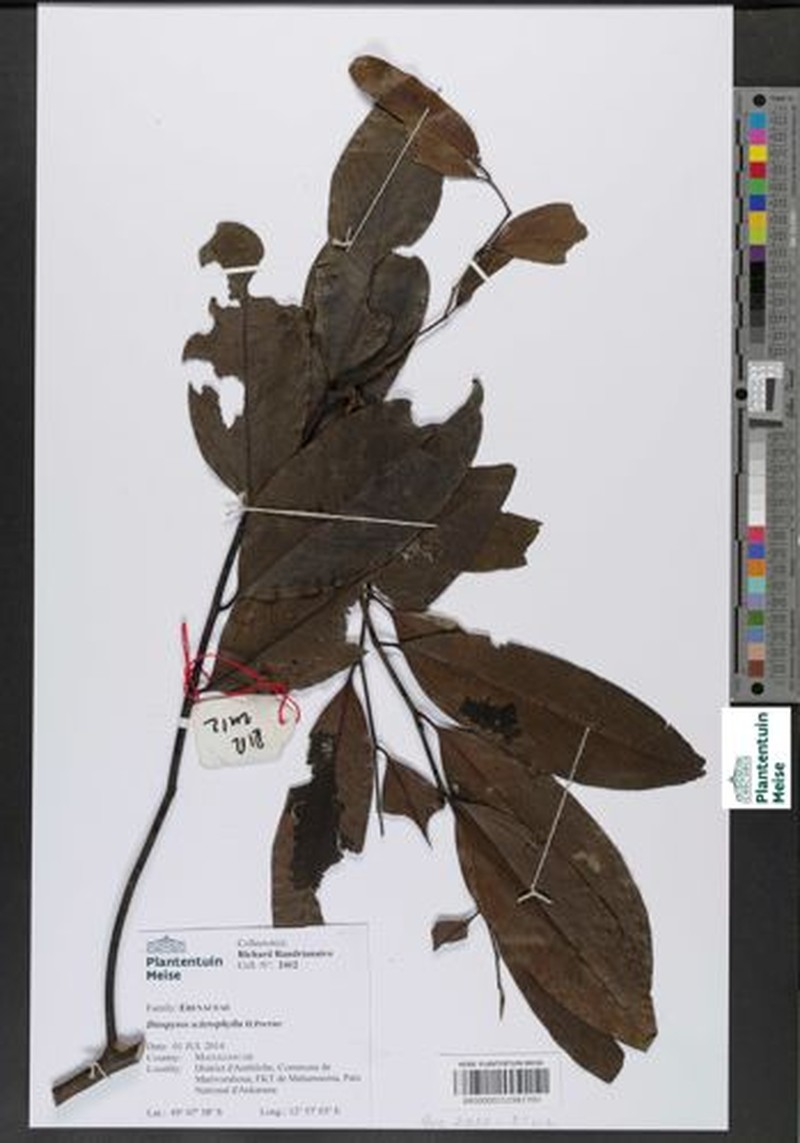 Diospyros sclerophylla photo 5