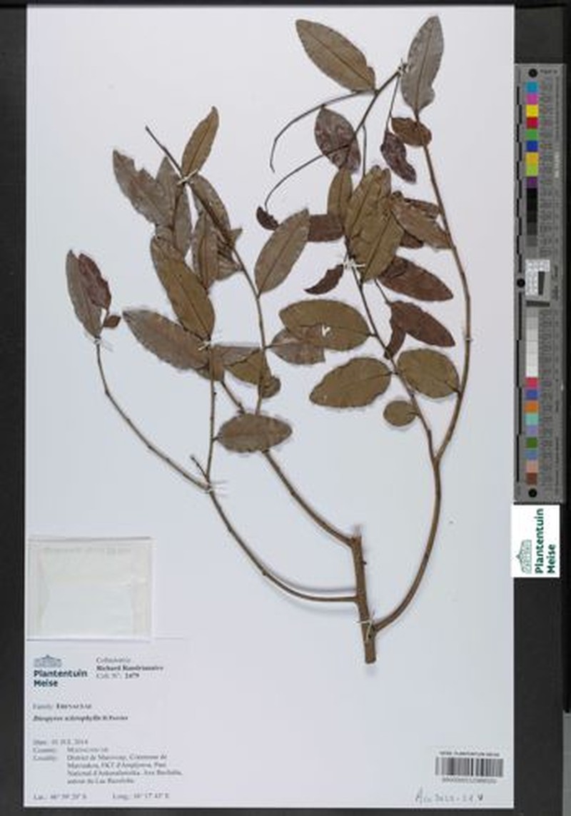 Diospyros sclerophylla photo 6