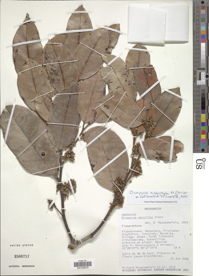 Diospyros sclerophylla photo 7