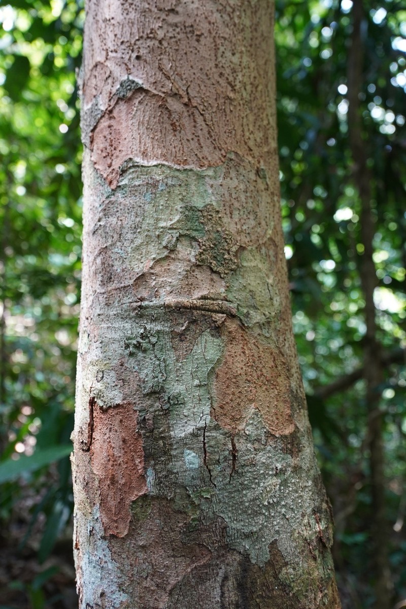 Diospyros scortechinii