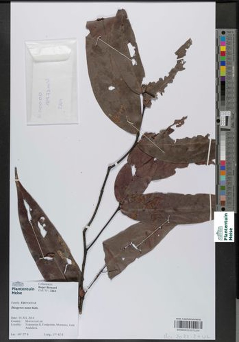 Diospyros scortechinii photo 2