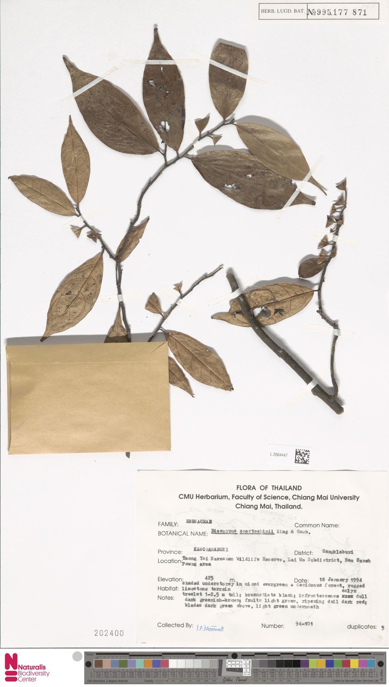 Diospyros scortechinii photo 3