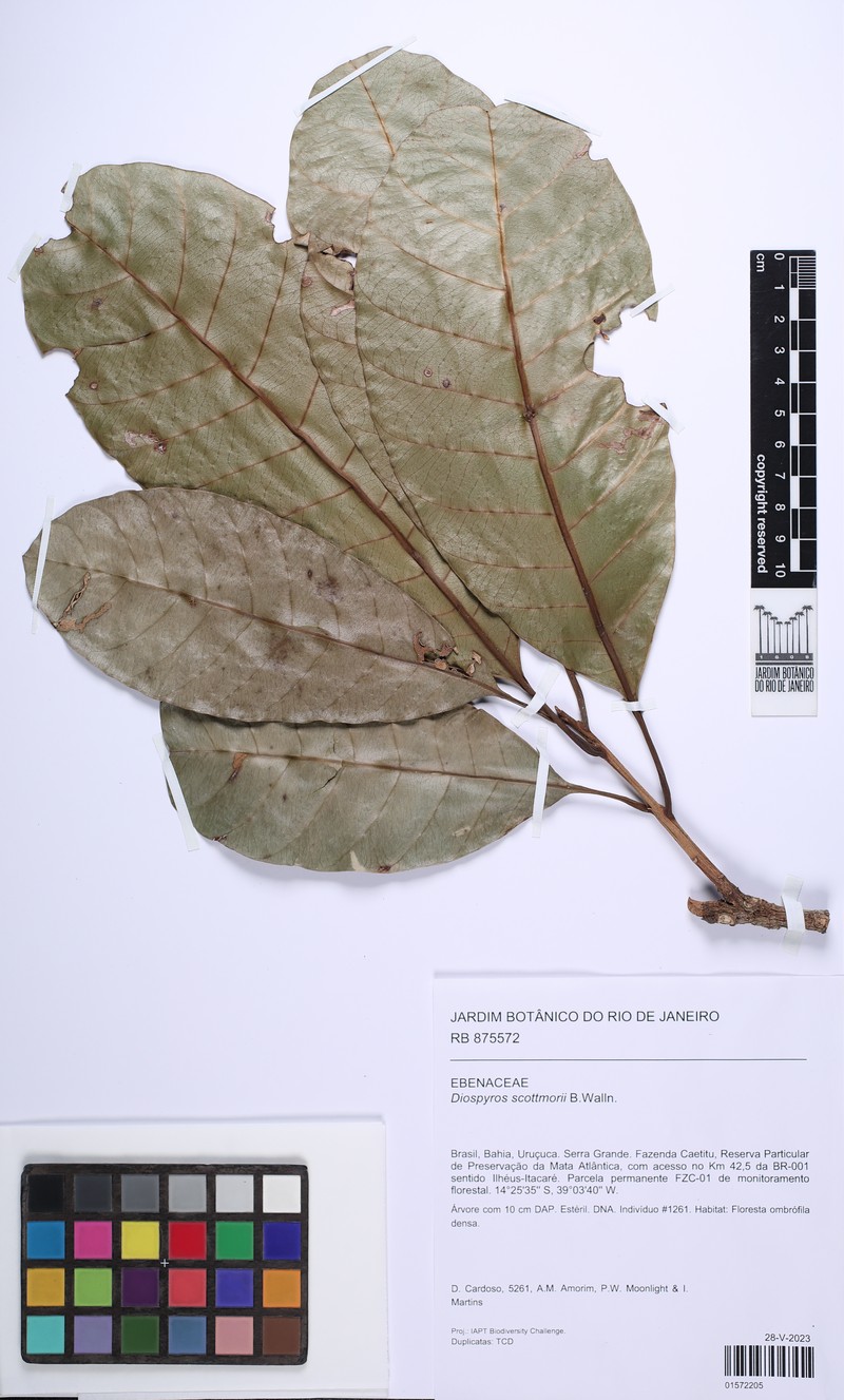 Diospyros scottmorii