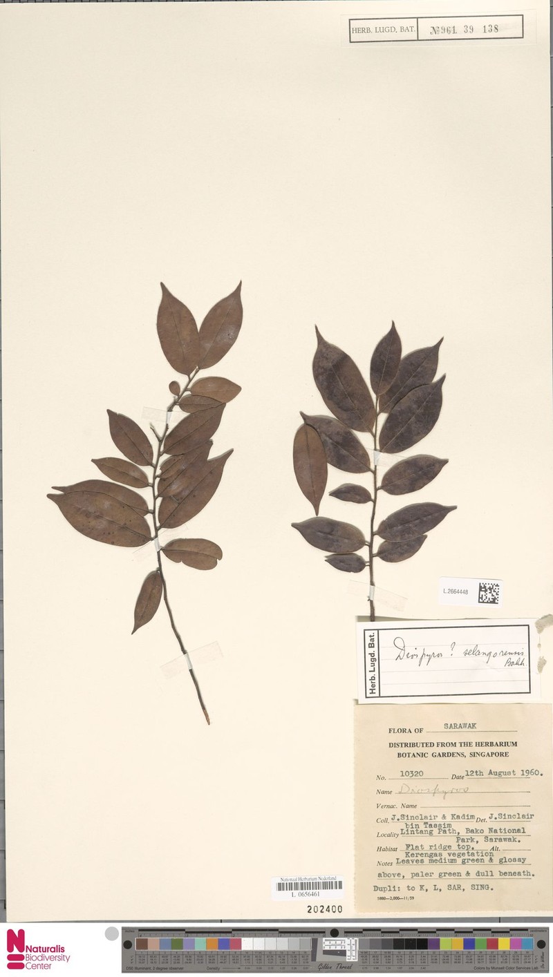 Diospyros selangorensis