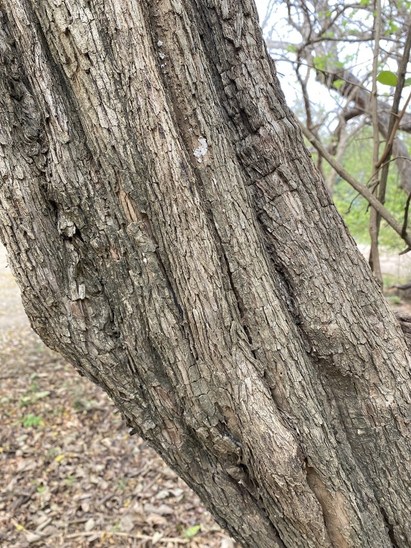 Diospyros senensis