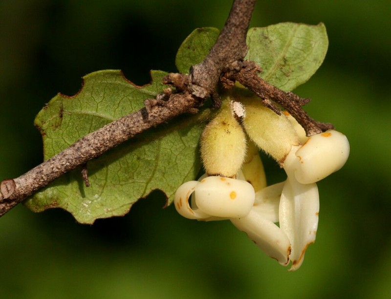 Diospyros senensis photo 2