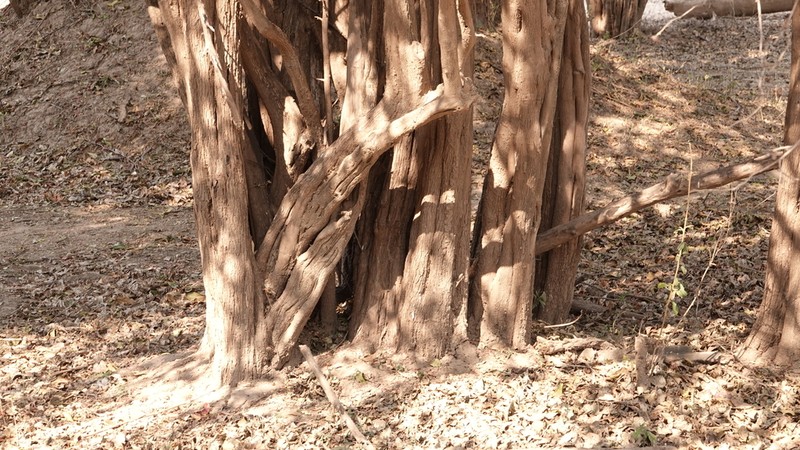 Diospyros senensis photo 3