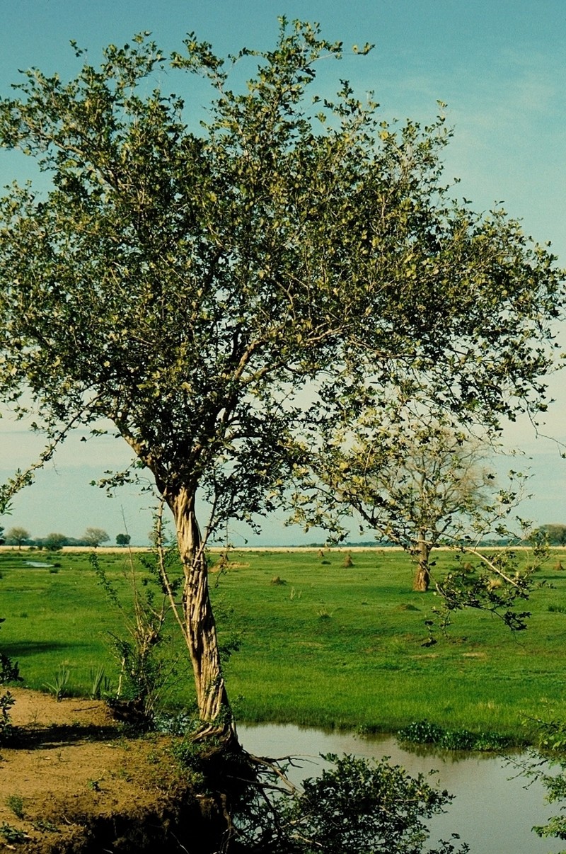 Diospyros senensis photo 4