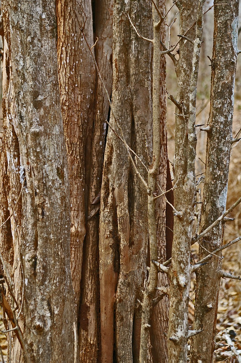 Diospyros senensis photo 5