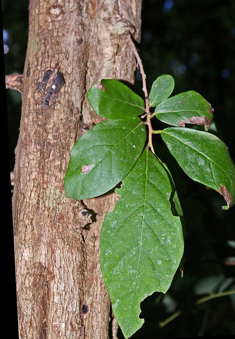 Diospyros senensis photo 6