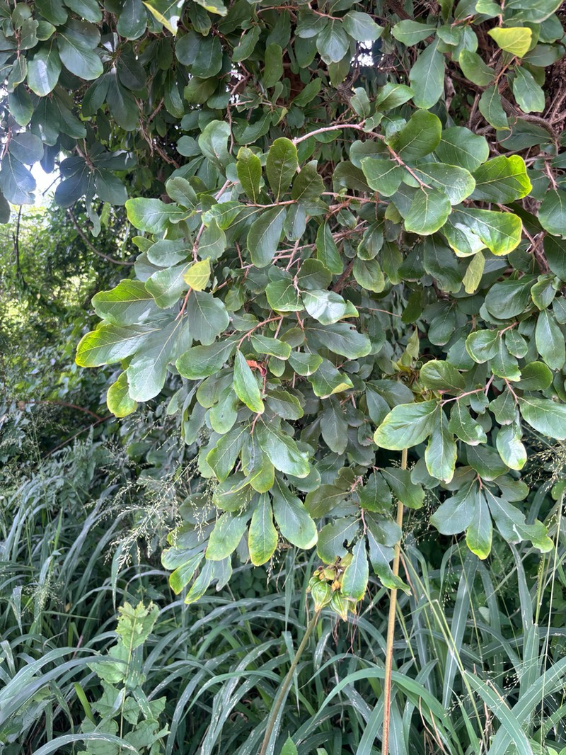Diospyros senensis photo 7