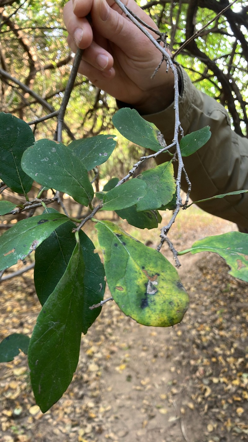 Diospyros senensis photo 8