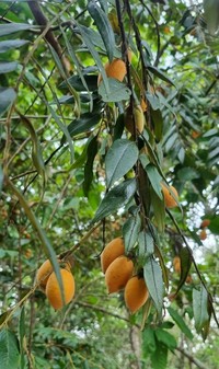 Diospyros sericea