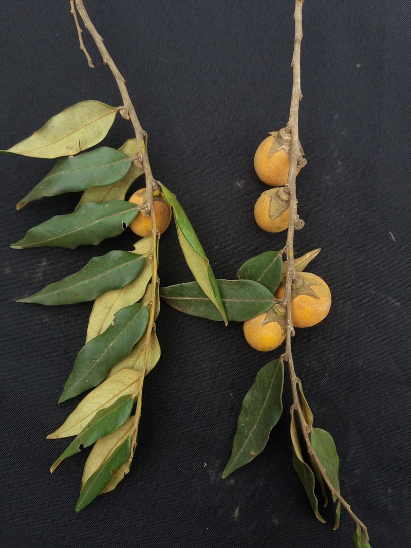 Diospyros sericea photo 2