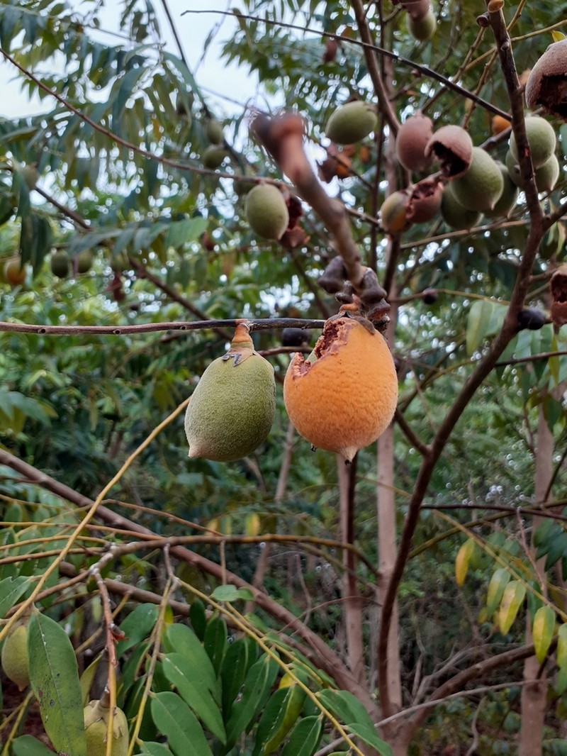 Diospyros sericea photo 3