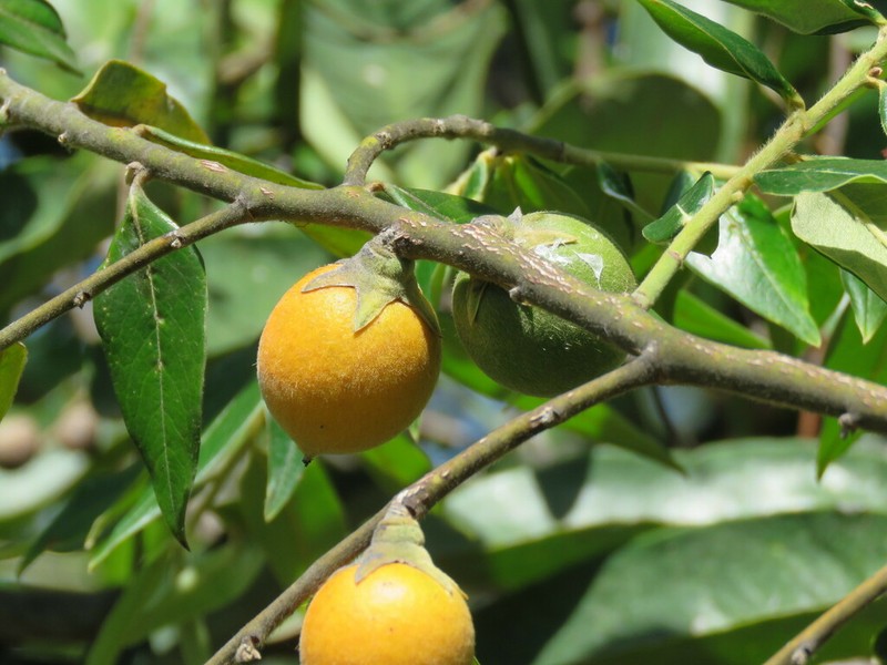 Diospyros sericea photo 4