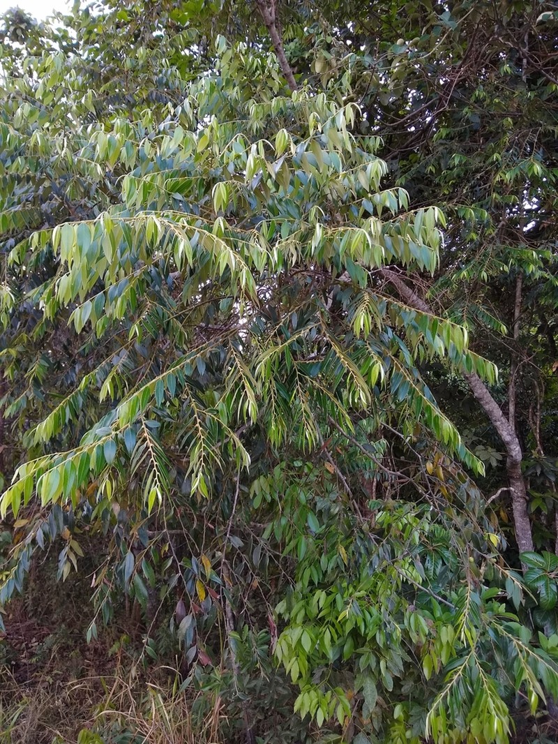 Diospyros sericea photo 5