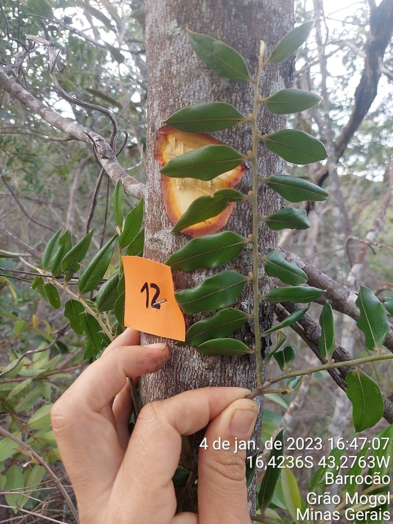 Diospyros sericea photo 6
