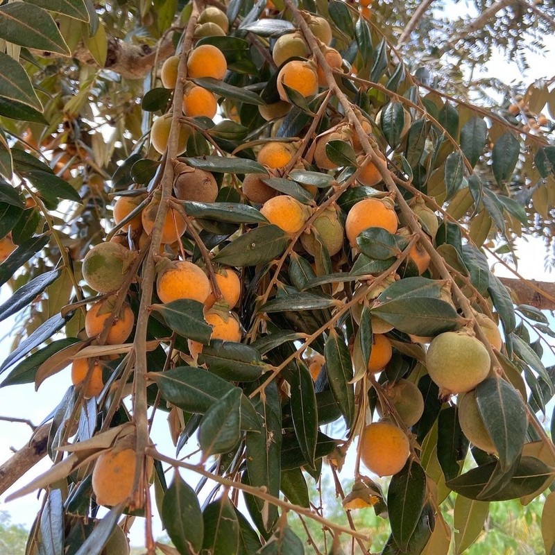 Diospyros sericea photo 7