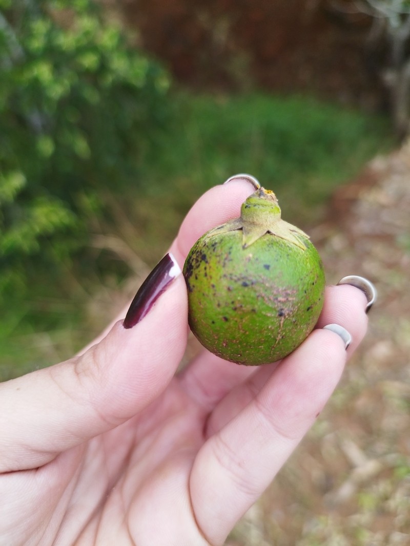 Diospyros sericea photo 8