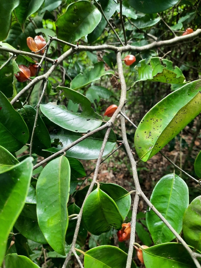 Diospyros shimbaensis