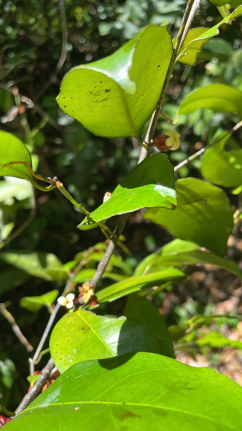 Diospyros shimbaensis photo 2