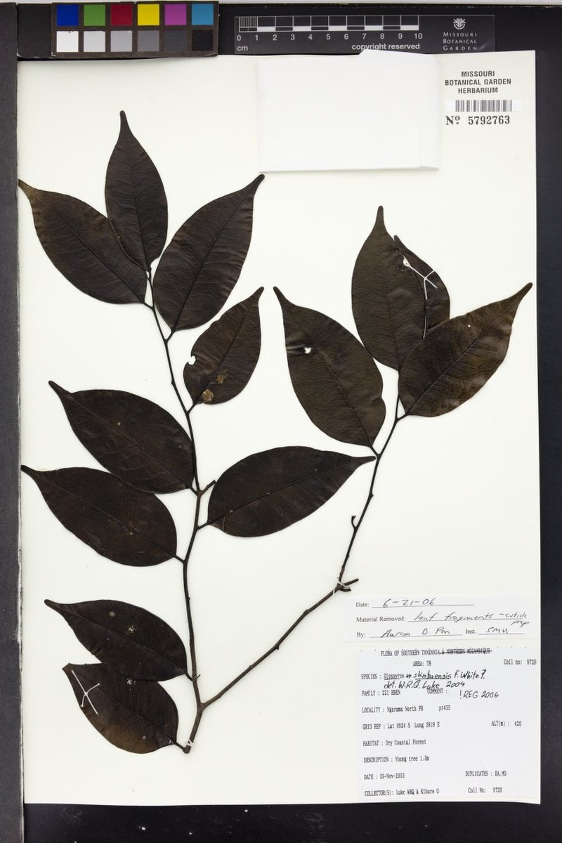 Diospyros shimbaensis photo 3